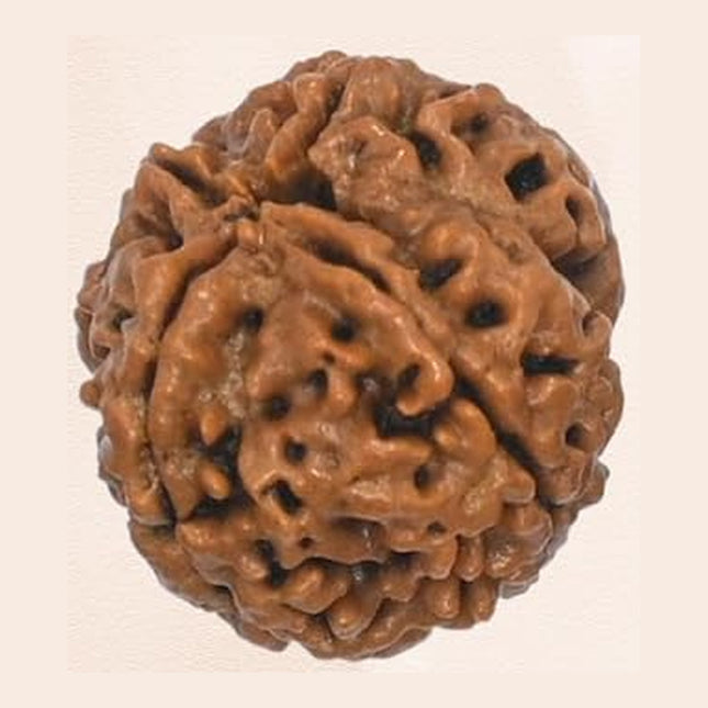 Original 4 Mukhi Rudraksha Bead – Nepal, 18–22 mm