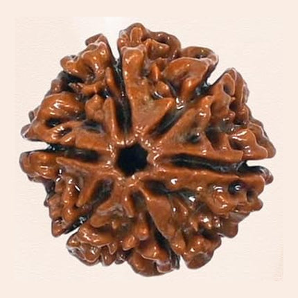 Original 6 Mukhi Rudraksha Bead – Nepal, 18–22 mm