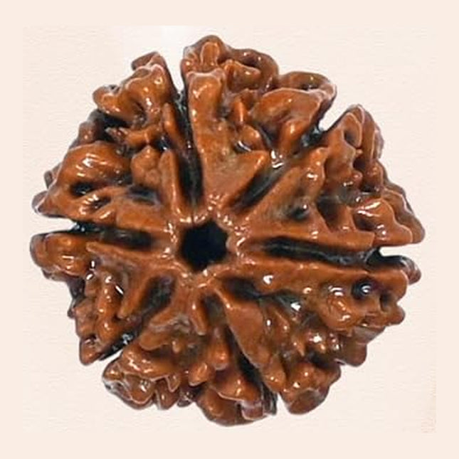 Original 6 Mukhi Rudraksha Bead – Nepal, 18–22 mm