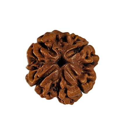 Original 4 Mukhi Rudraksha Bead – Nepal, 18–22 mm (Kashi Siddh)