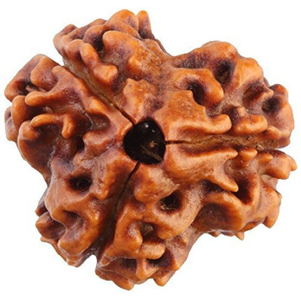Original 3 Mukhi Rudraksha Bead – Nepal, 18–22 mm (Kashi Siddh)