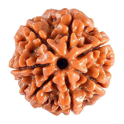 Original 7 Mukhi Rudraksha Bead – Nepal, 18–22 mm (Kashi Siddh)