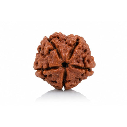 Original 5 Mukhi Rudraksha Bead – Nepal, 18–22 mm (Kashi Siddh)