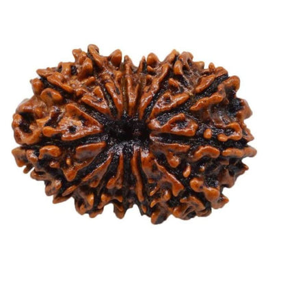 Original 13 Mukhi Rudraksha Bead – Nepal, 18–22 mm (Kashi Siddh)